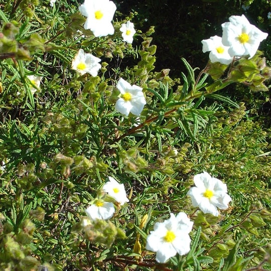 cistus laudanis